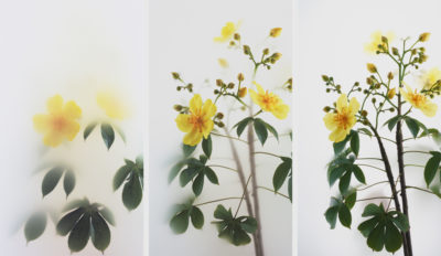 Buttercup Tree Grid for Website