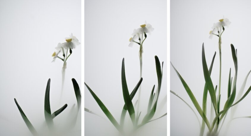 Still Life 007 – Daffodil
