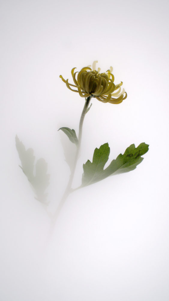 Still Life 006 Chrysanthemum, Wu Chi-Tsung