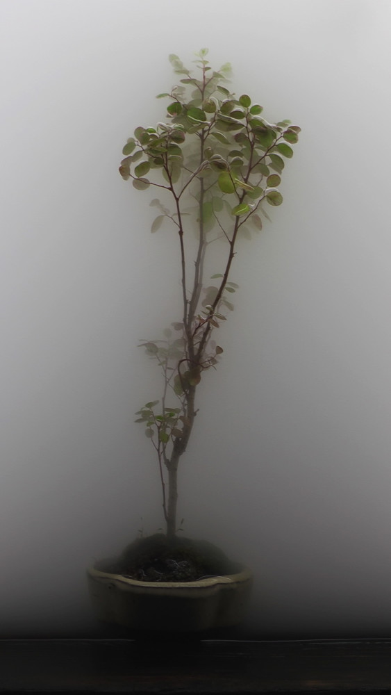 003 bonsai